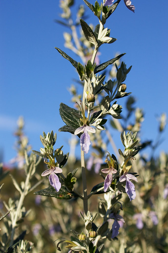 Teucrium fruticans / Camedrio femmina